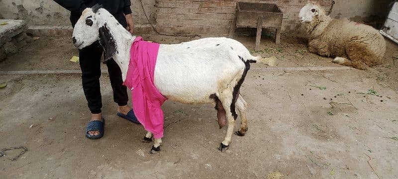 3/3 bachy deny wali tayar bakri for sale 2