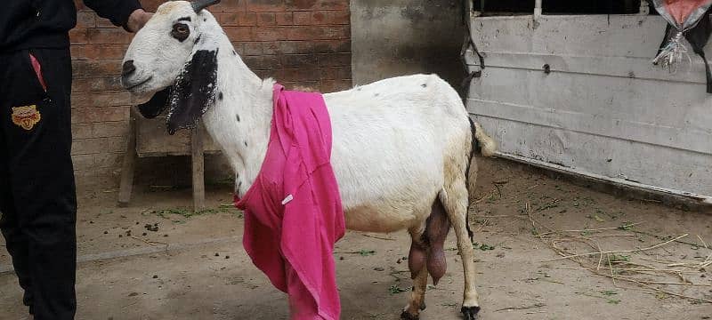 3/3 bachy deny wali tayar bakri for sale 4