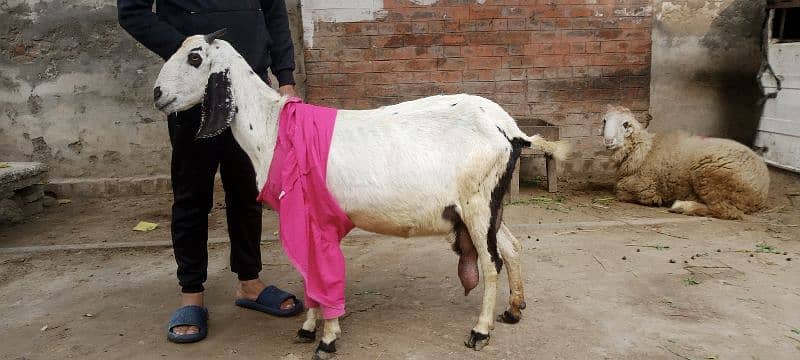 3/3 bachy deny wali tayar bakri for sale 5