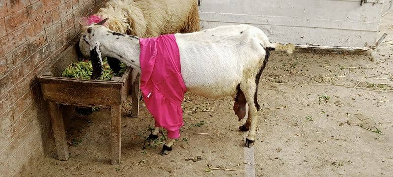 3/3 bachy deny wali tayar bakri for sale 6