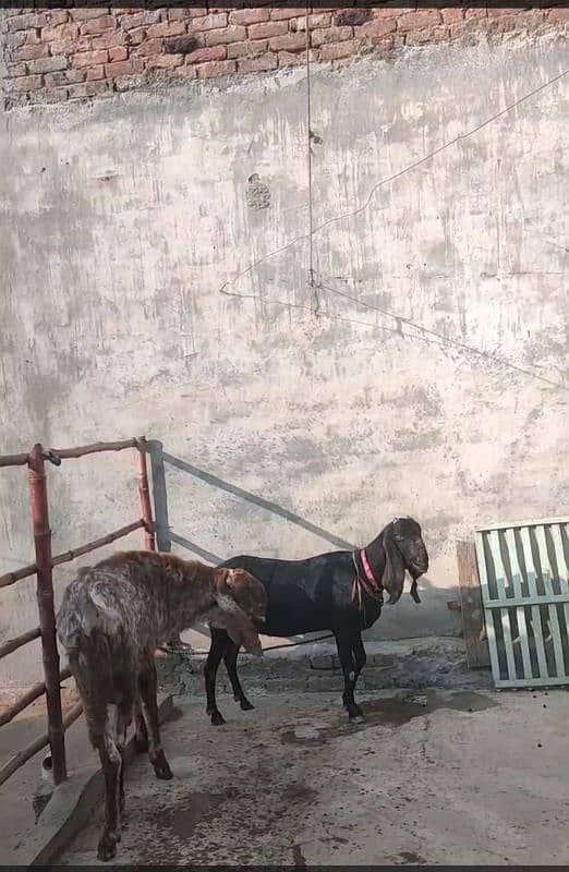 bri bakri 8 dant 0