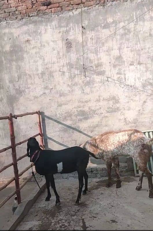 bri bakri 8 dant 1