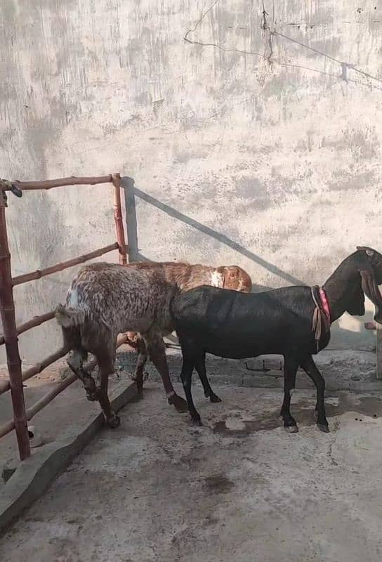 bri bakri 8 dant 2