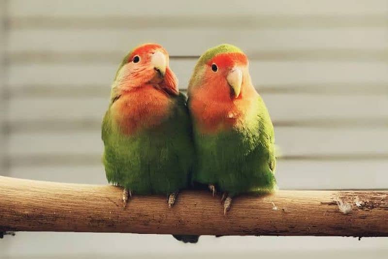 Peachface love bird pair 0