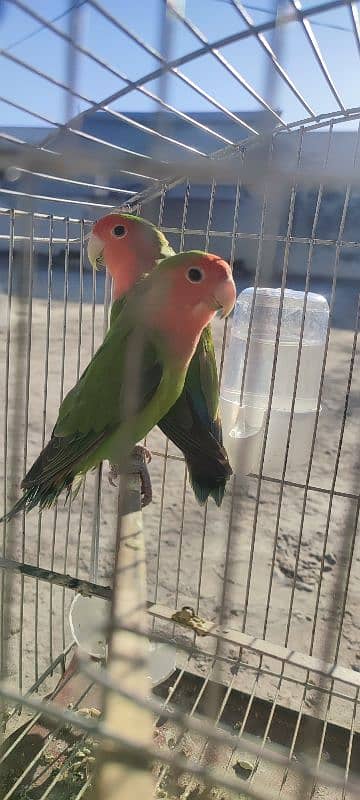 Peachface love bird pair 4