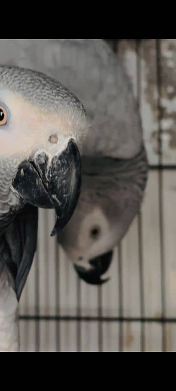 African Gray parrot 0