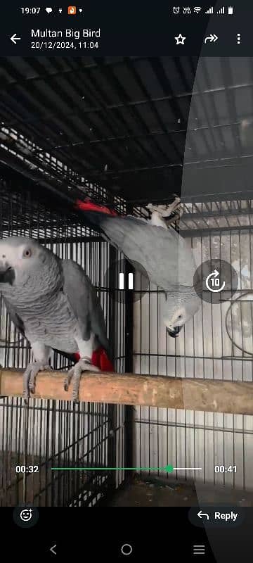 African Gray parrot 1