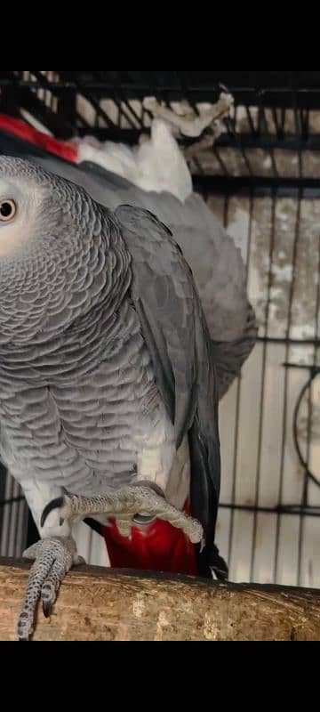 African Gray parrot 2