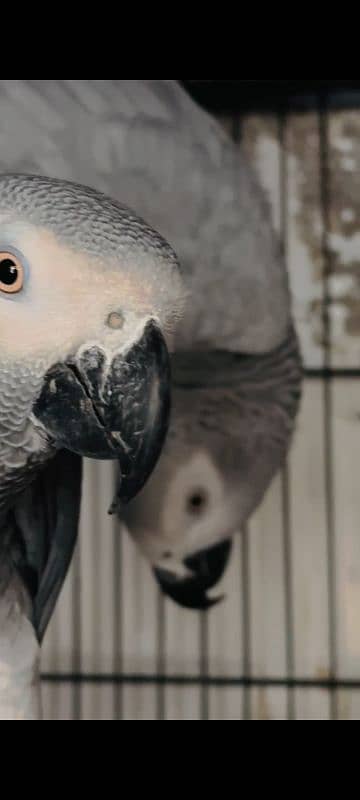 African Gray parrot 3