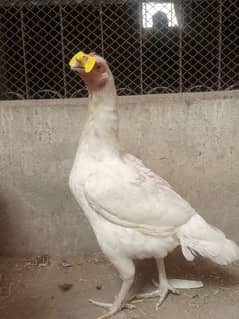 white heera high quality mianwali female for sale