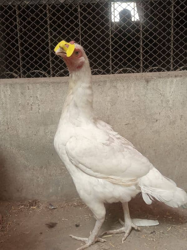 white heera high quality mianwali female for sale 0