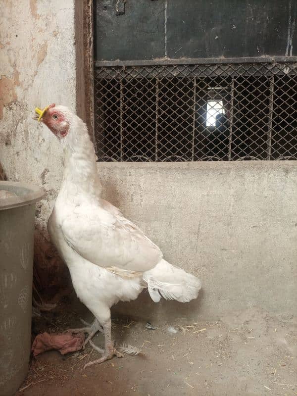 white heera high quality mianwali female for sale 1