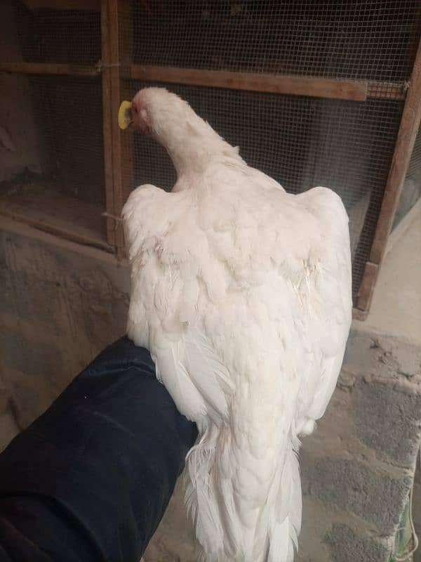 white heera high quality mianwali female for sale 2