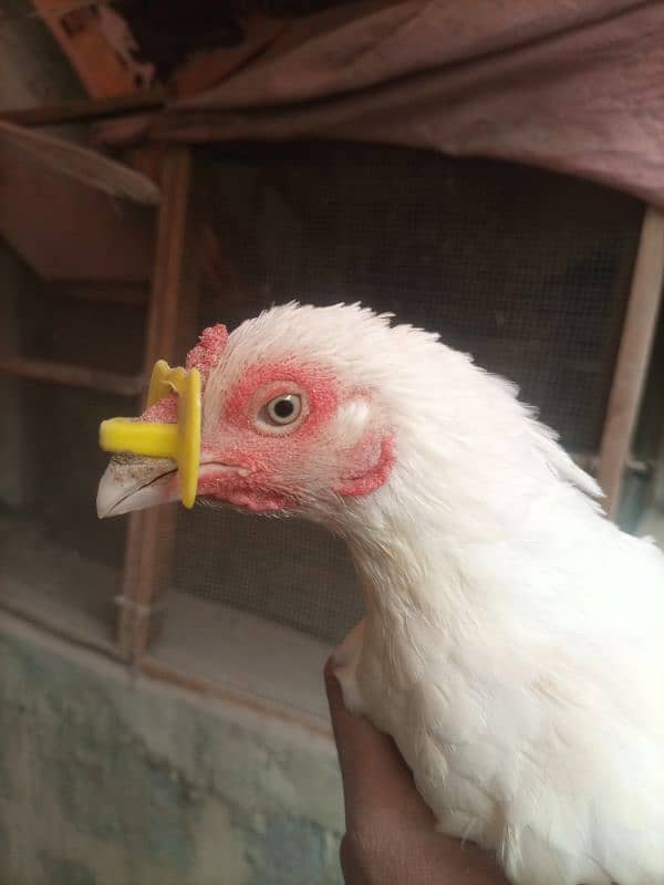 white heera high quality mianwali female for sale 3