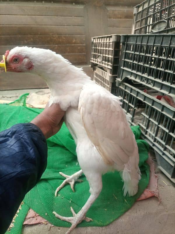 white heera high quality mianwali female for sale 4