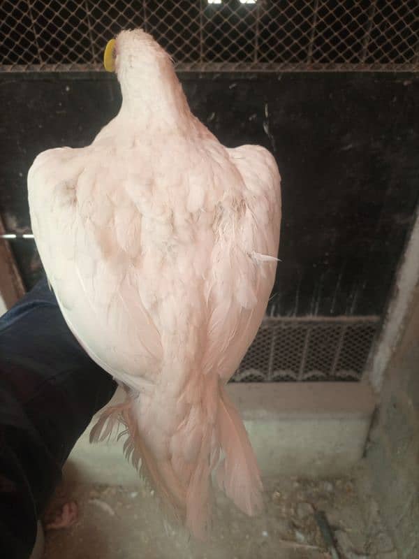 white heera high quality mianwali female for sale 5