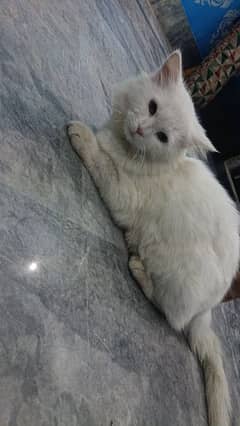 Persian Cat for sale