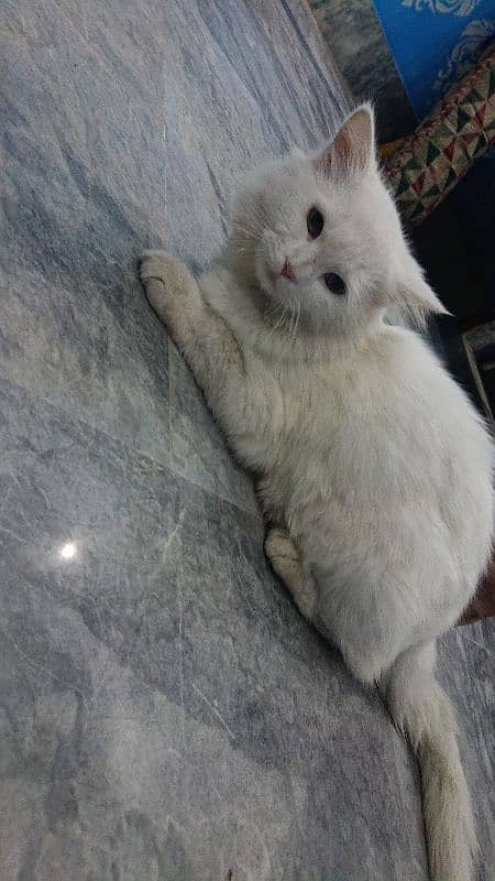 Persian Cat for sale 0