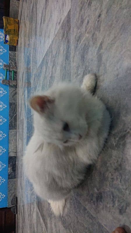 Persian Cat for sale 1