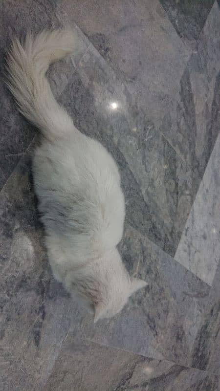 Persian Cat for sale 2