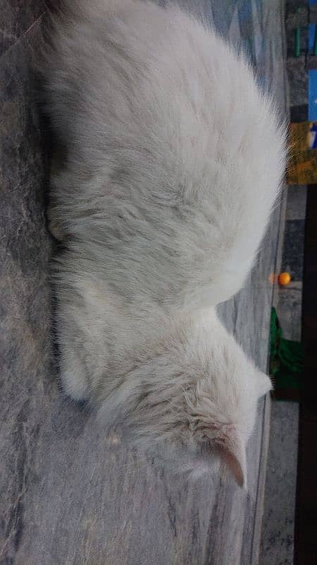 Persian Cat for sale 3