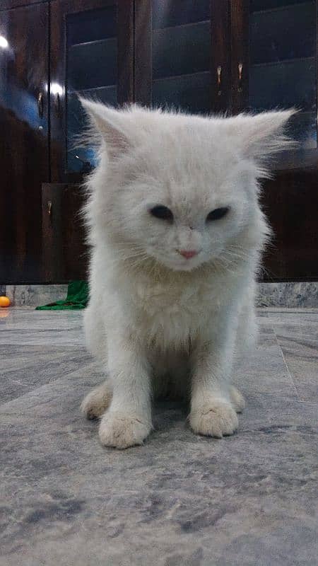 Persian Cat for sale 4