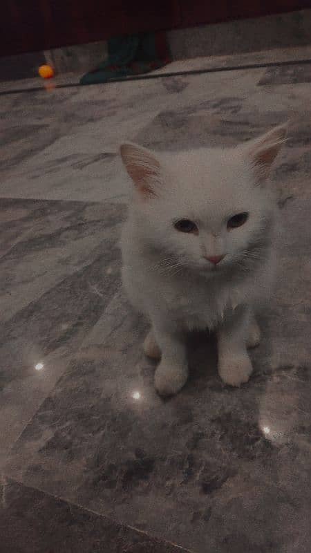 Persian Cat for sale 5