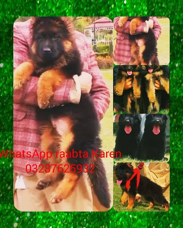 Top quality  German Shepherd puppy  for sale WhatsApp 03287625932 0