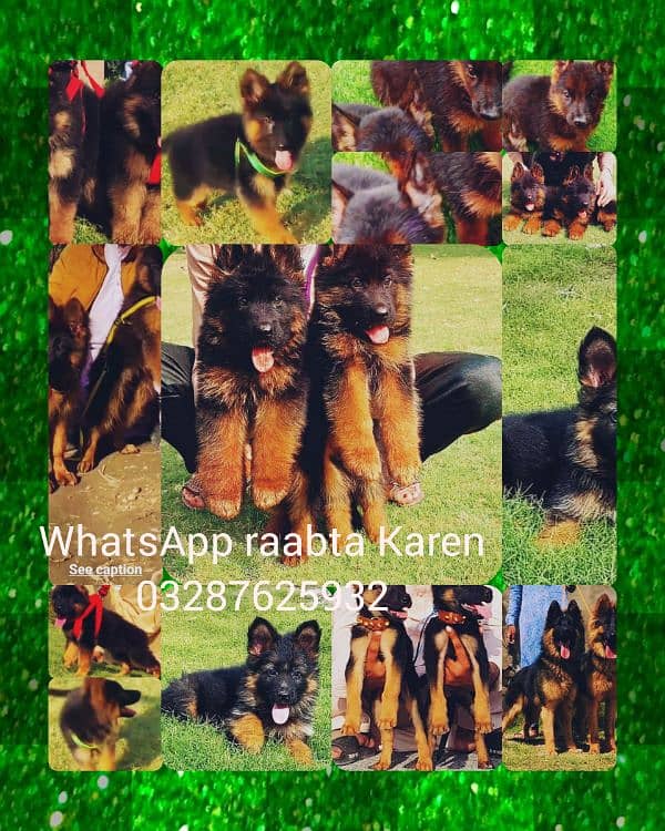 Top quality  German Shepherd puppy  for sale WhatsApp 03287625932 3