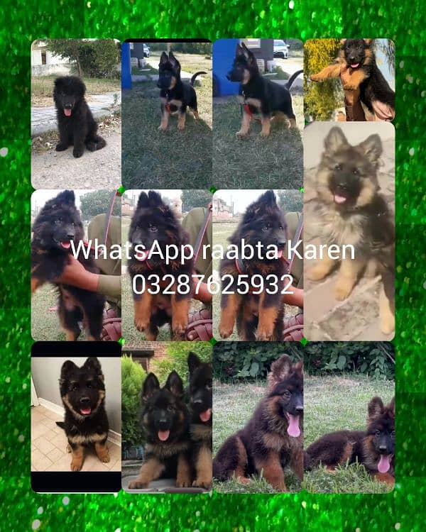 Top quality  German Shepherd puppy  for sale WhatsApp 03287625932 4