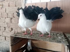 Black Tail Pigeon lakky Kabootar