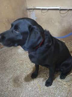 Labrador dog female age 10 months