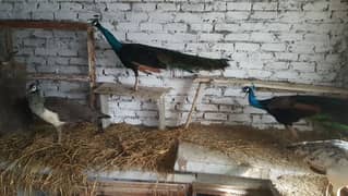 peacock Indian black shoulder and indian blue pair breeder pair7