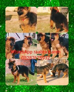 Top quality  German Shepherd puppy  for sale WhatsApp 03287625932