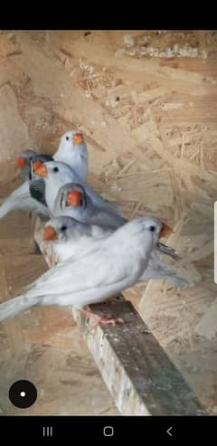 Mutation mix finches. finch breeder pairs