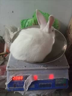 New Zealand White Breeder Bunnies Rawalpindi