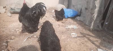 black bantam zero size