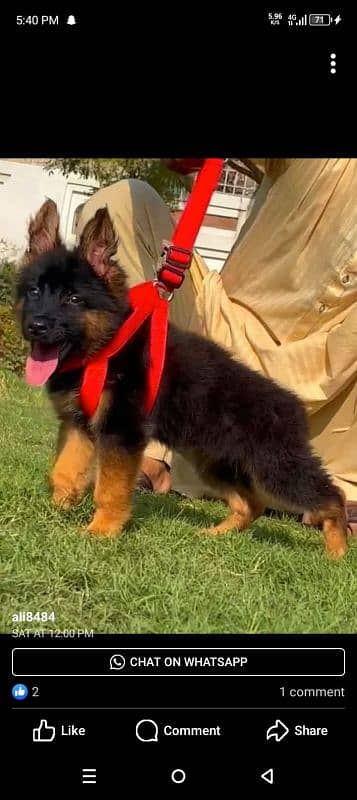 Top quality  German Shepherd puppy  for sale WhatsApp 03287625932 0