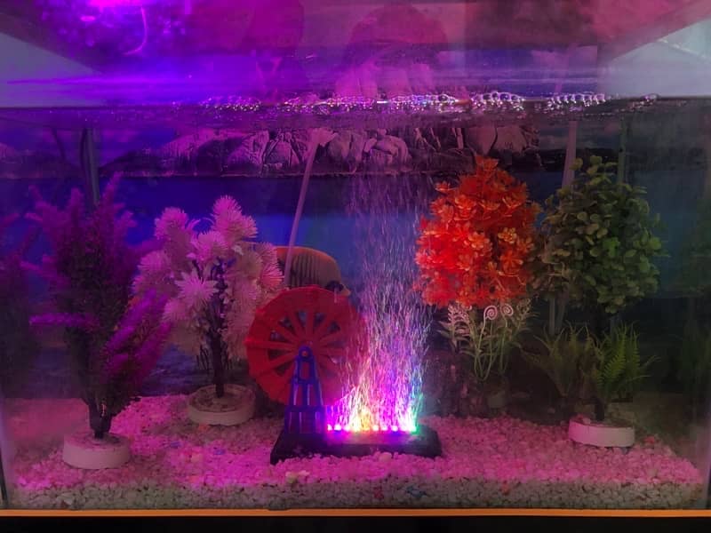 Fish aquarium 4