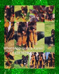 Top quality  German Shepherd puppy  for sale WhatsApp 03287625932