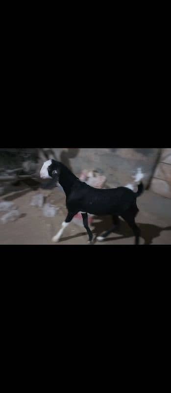 bakra for sale 2