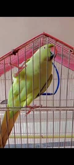 Green Parrot Talking