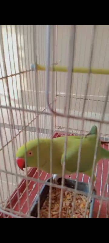 Green Parrot Talking 1