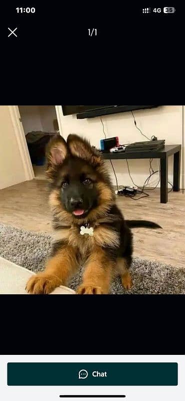 Top quality  German Shepherd puppy  for sale WhatsApp 03287625932 1