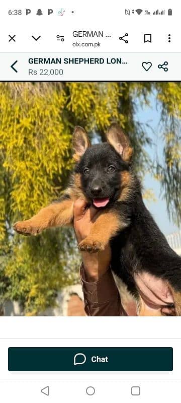 Top quality  German Shepherd puppy  for sale WhatsApp 03287625932 0