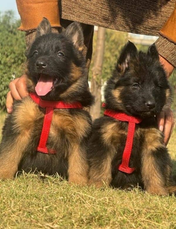 Top quality  German Shepherd puppy  for sale WhatsApp 03287625932 1