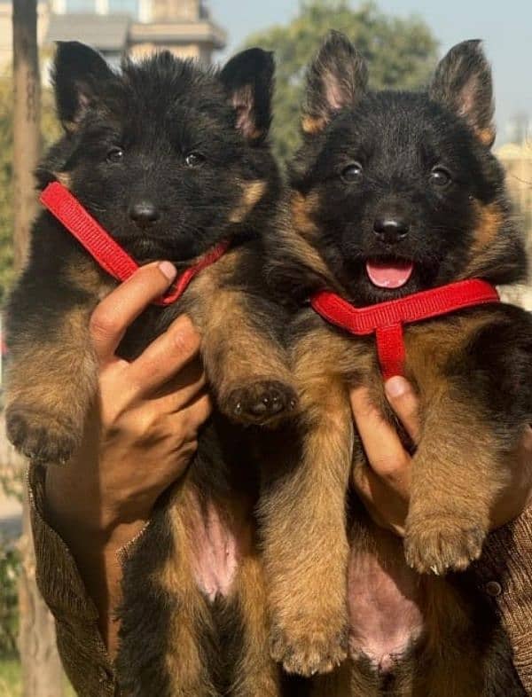 Top quality  German Shepherd puppy  for sale WhatsApp 03287625932 2