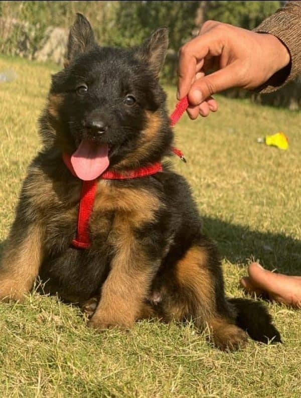 Top quality  German Shepherd puppy  for sale WhatsApp 03287625932 3