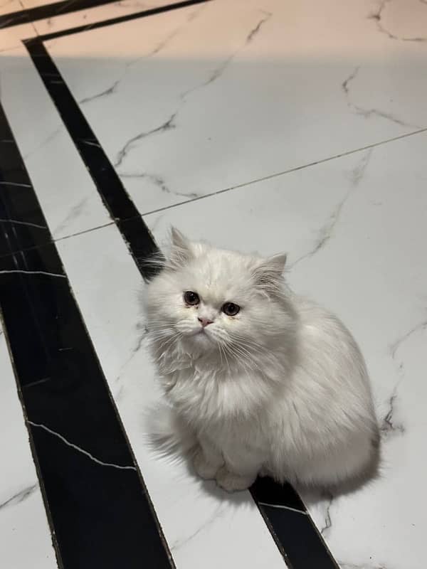 Persian cat 2 months 0