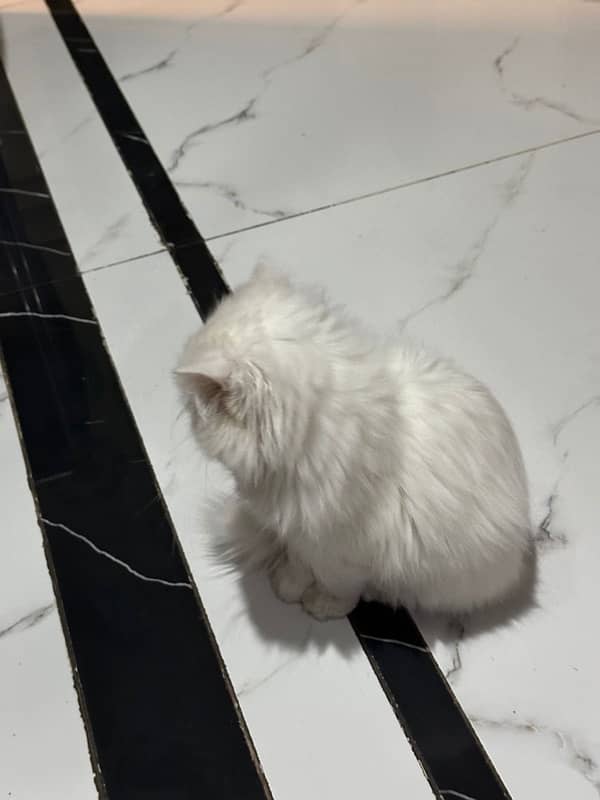 Persian cat 2 months 1